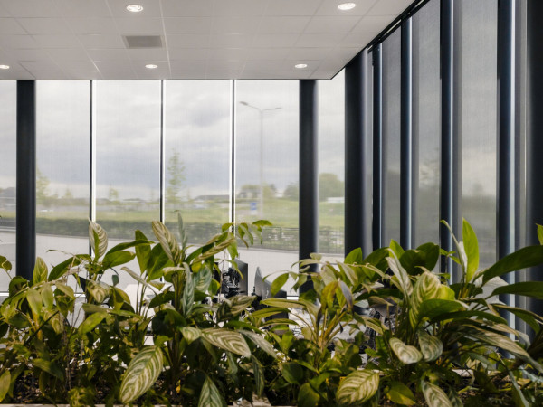 Open kantoorruimte met planten en gesloten rolgordijnen langs de raampartijen.